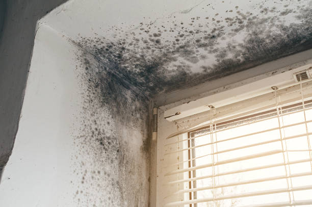 Affordable Bathroom Mold Removal solutions in Marion, NC